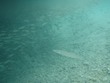 Barracuda tending minnow herd