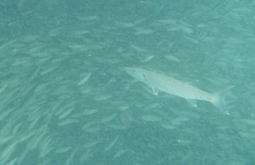 Barracuda tending minnow herd