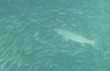 Barracuda tending minnow herd