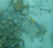 Spanish Hogfish