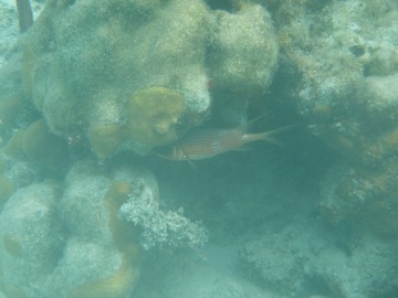 Squirrelfish