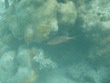 Squirrelfish