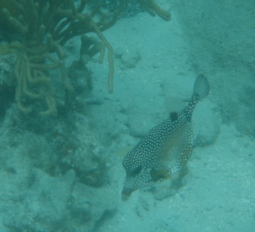 Smooth Trunkfish