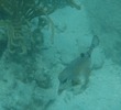 Smooth Trunkfish