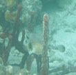 Smooth Trunkfish
