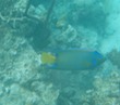 Queen Angelfish