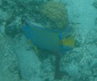 Queen Angelfish