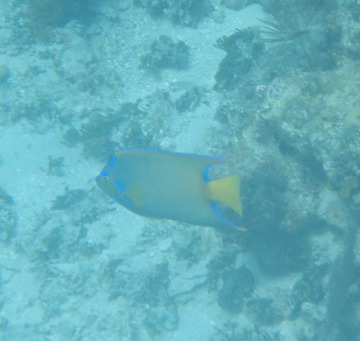 Queen Angelfish