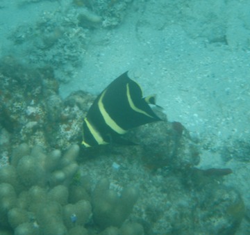 Juenile French Angelfish