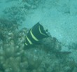 Juenile French Angelfish