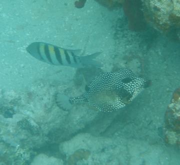 Smooth Trunkfish & Sergeant Major