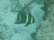 Juvenile French Angelfish