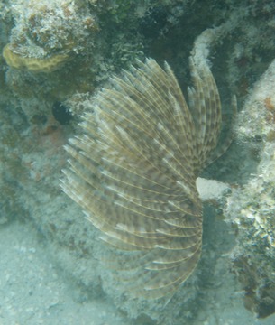 Tubeworm