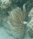 Tubeworm