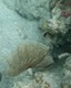 Tubeworm