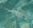 Squirrelfish