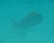 Porgy
