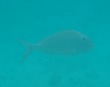 Porgy