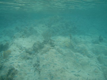 minnows