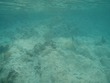 minnows