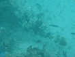 Scrawled Filefish