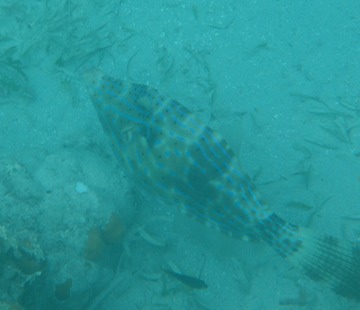 Scrawled Filefish
