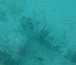 Scrawled Filefish