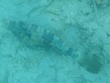 Scrawled Filefish