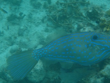 Scrawled Filefish
