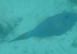 Scrawled Filefish