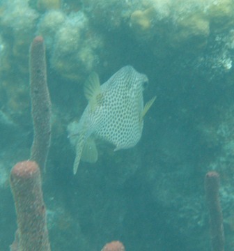 Spotted Trunkfish