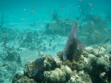 Underwater Scene
