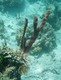 Tubeworm & Sponge