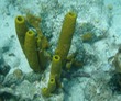 Sponge