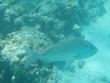 Porgy