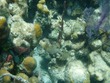 Spotted Trunkfish