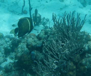 French Angelfish