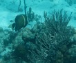 French Angelfish