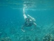 Arianafish & minnows
