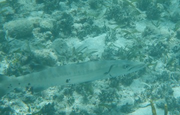 Barracuda
