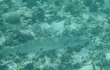 Barracuda