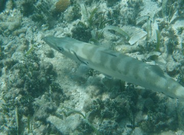 Barracuda