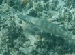 Barracuda
