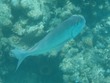 Porgy