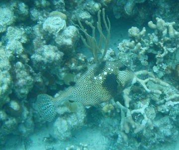 Spotted Trunkfish