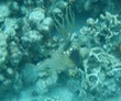 Spotted Trunkfish