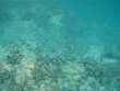 minnows