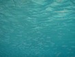 minnows