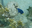 Juvenile Yellowtail Damselfish