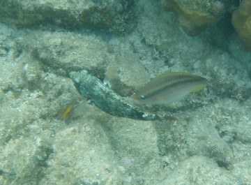 xfish